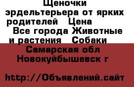 Щеночки эрдельтерьера от ярких родителей › Цена ­ 25 000 - Все города Животные и растения » Собаки   . Самарская обл.,Новокуйбышевск г.